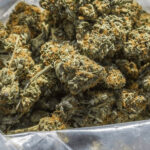 How to Choose the Best Online Dispensary in Canada for Weed